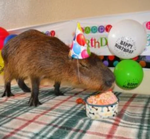 🎂 Стикер «Capybara» для Telegram
