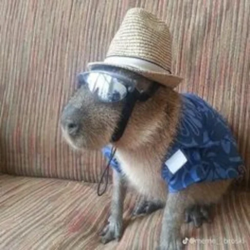 🏖 Стикер «Capybara» для Telegram