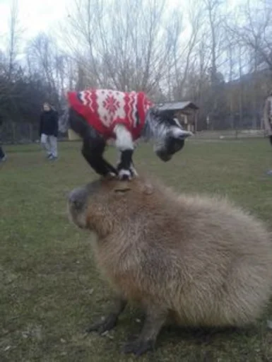 🙂 Стикер «Capybara» для Telegram