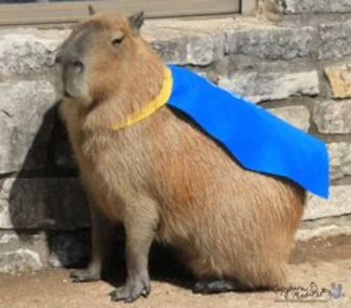 🦸‍♂ Стикер «Capybara» для Telegram