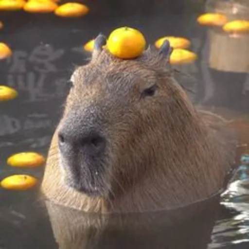 🍊 Стикер «Capybara» для Telegram