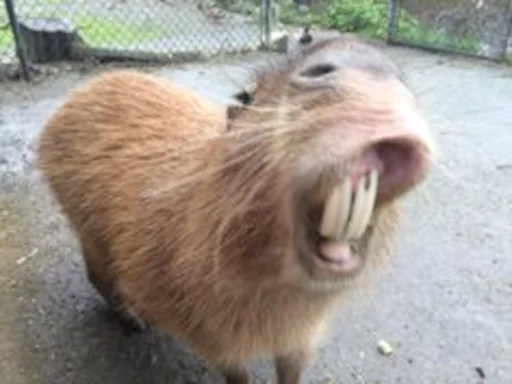 😁 Стикер «Capybara» для Telegram