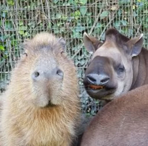 ✌️ Стикер «Capybara» для Telegram