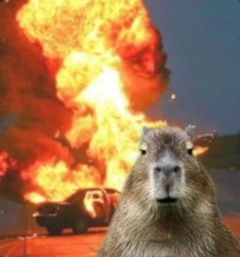 😎 Стикер «Capybara» для Telegram