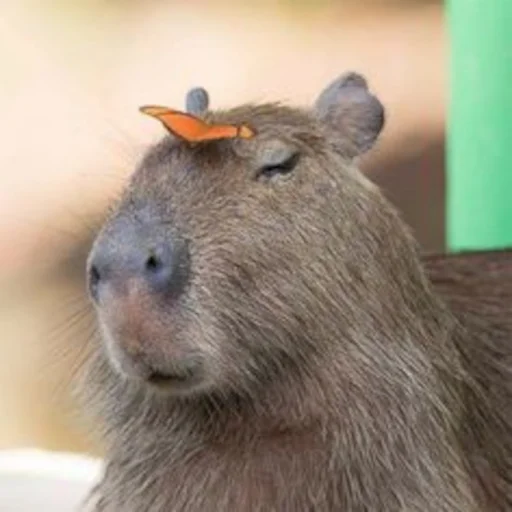 💅 Стикер «Capybara» для Telegram