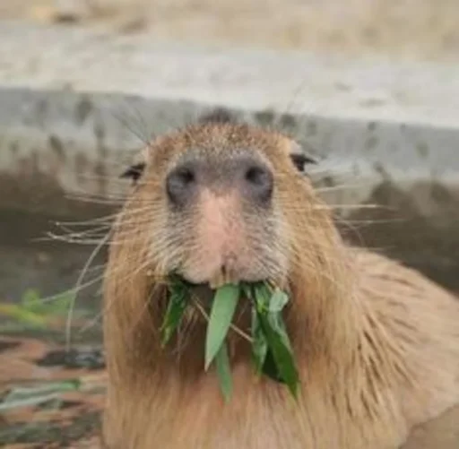 😋 Стикер «Capybara» для Telegram