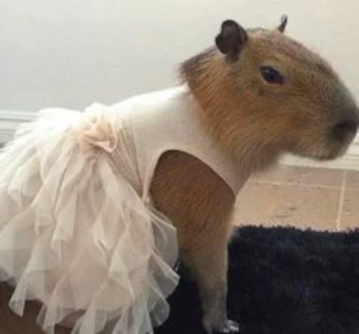 👰‍♀ Стикер «Capybara» для Telegram