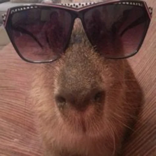 😎 Стикер «Capybara» для Telegram