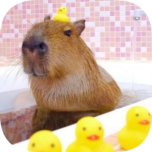 🐥 Стикер «Капибарность» для Telegram
