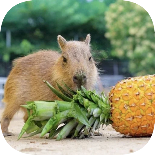 🍍 Стикер «Капибарность» для Telegram