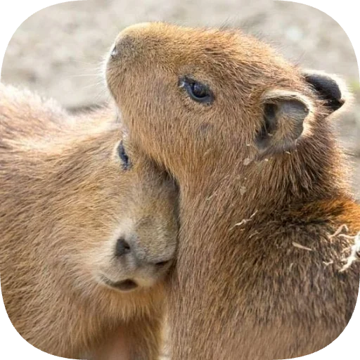 🤗 Стикер «Капибарность» для Telegram