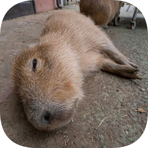 😴 Стикер «Капибарность» для Telegram