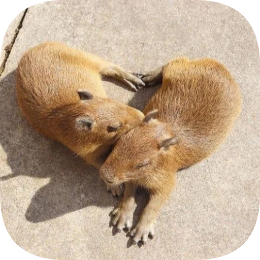 ❤ Стикер «Капибарность» для Telegram