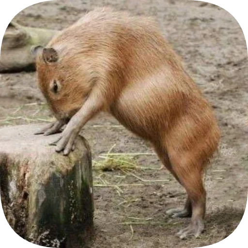 💪 Стикер «Капибарность» для Telegram