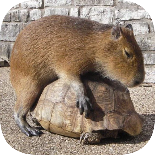 🐢 Стикер «Капибарность» для Telegram