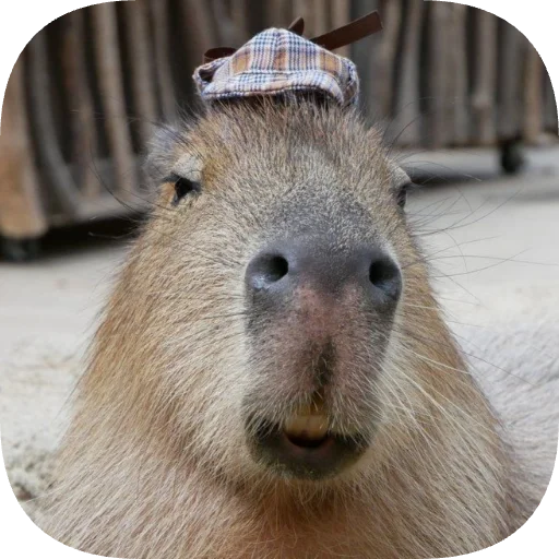 🧢 Стикер «Капибарность» для Telegram