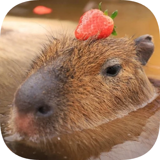 🍓 Стикер «Капибарность» для Telegram
