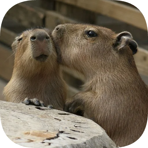 😘 Стикер «Капибарность» для Telegram