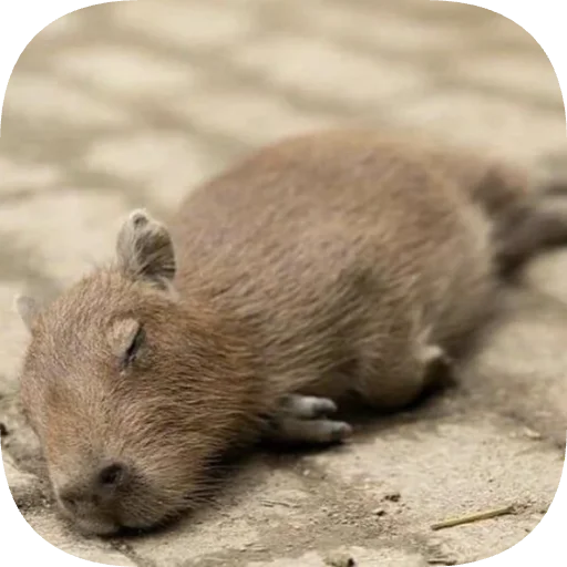 😴 Стикер «Капибарность» для Telegram