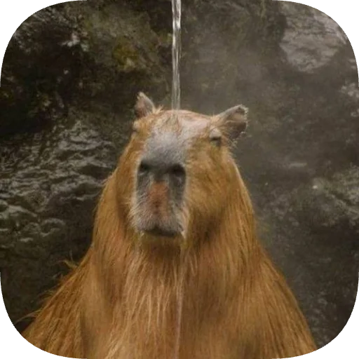 🚿 Стикер «Капибарность» для Telegram