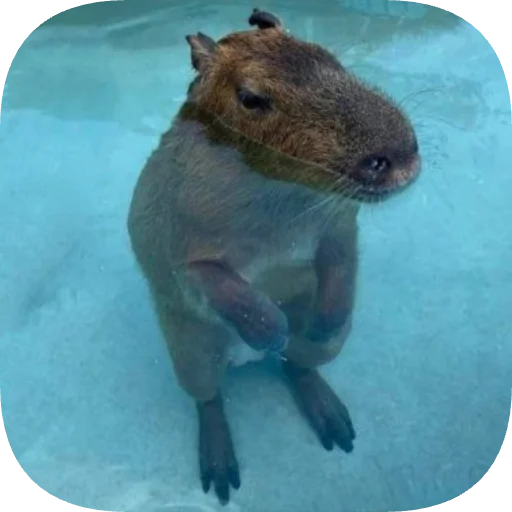 🏊 Стикер «Капибарность» для Telegram