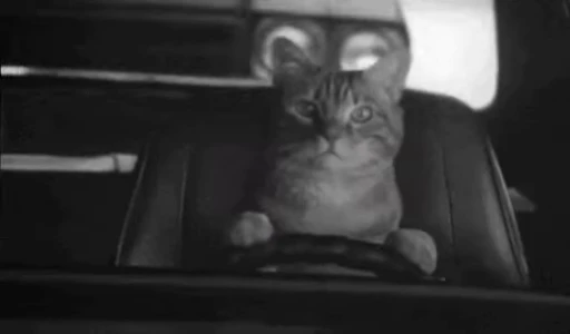 🐱 Стикер «Car crash» для Telegram