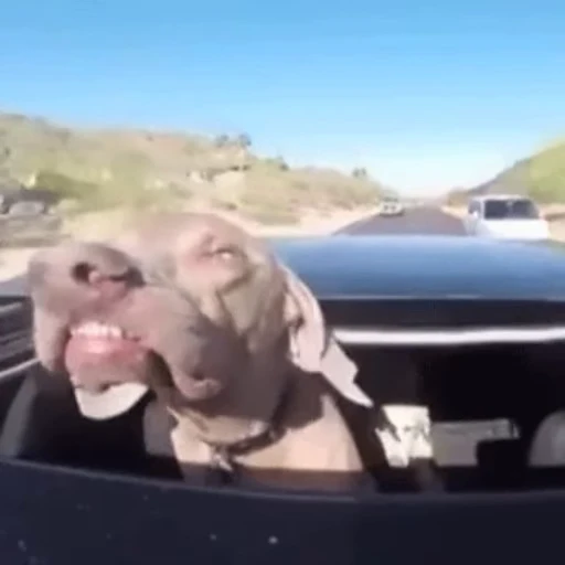 🐶 Стикер «Car crash» для Telegram