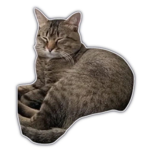 🐈 Стикер «cassette aesthetics» для Telegram