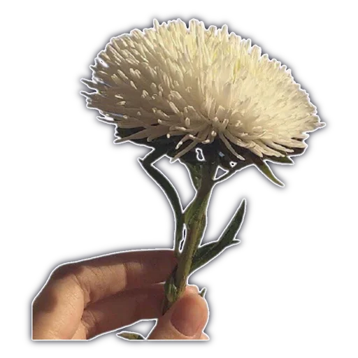 🌼 Стикер «cassette aesthetics» для Telegram