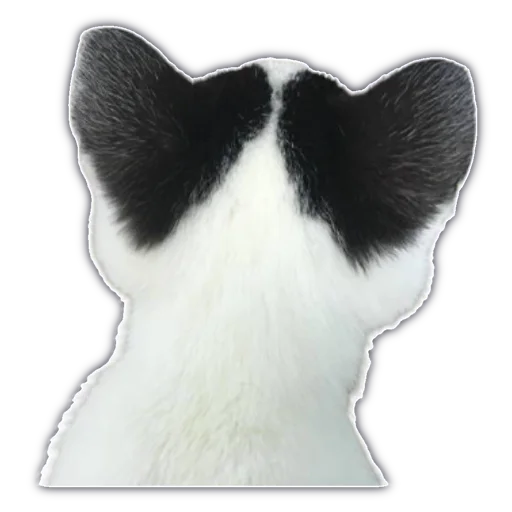 🐈 Стикер «cassette aesthetics» для Telegram