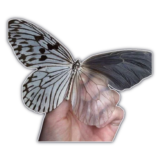 🦋 Стикер «cassette aesthetics» для Telegram