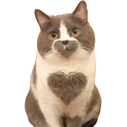 ❤️ Стикер «catass» для Telegram