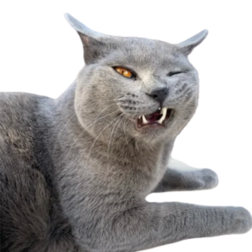 😡 Стикер «catass» для Telegram