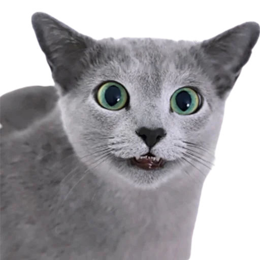 😬 Стикер «catass» для Telegram