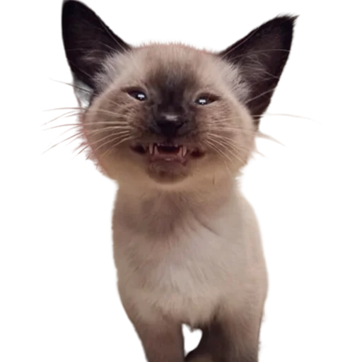 😊 Стикер «catass» для Telegram