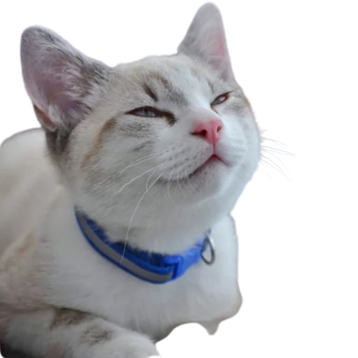😚 Стикер «catass» для Telegram