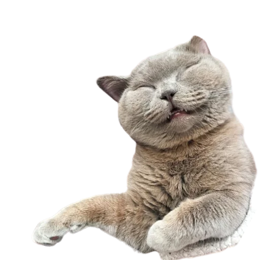 😆 Стикер «catass» для Telegram