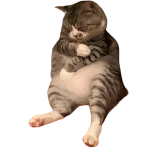 😴 Стикер «catass» для Telegram