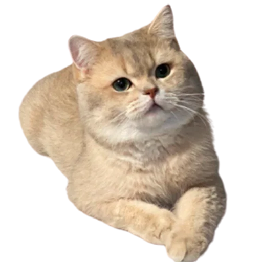 😏 Стикер «catass» для Telegram