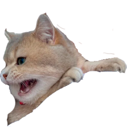 😡 Стикер «catass» для Telegram