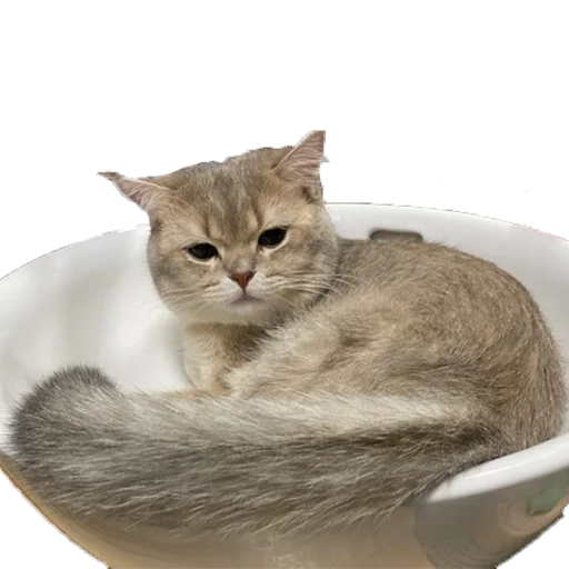 😒 Стикер «catass» для Telegram