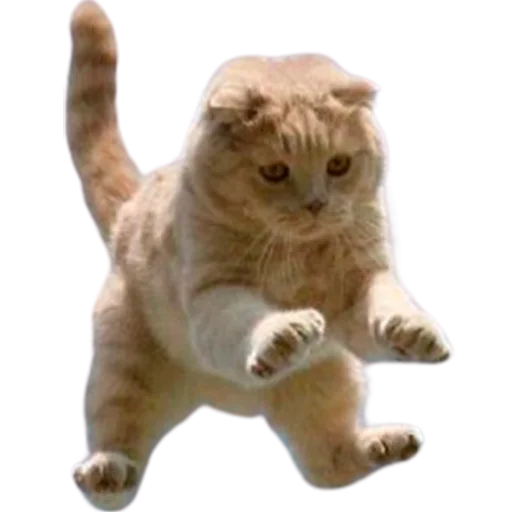 🙃 Стикер «catass» для Telegram