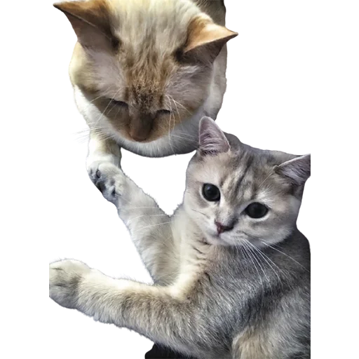 🙄 Стикер «catass» для Telegram