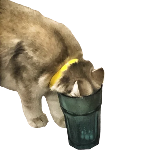 😶 Стикер «catass» для Telegram