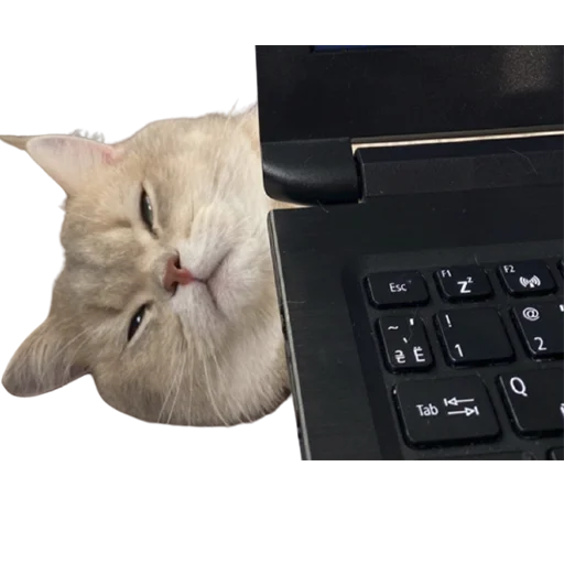 😐 Стикер «catass» для Telegram