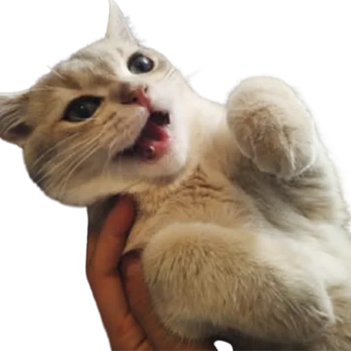 😒 Стикер «catass» для Telegram