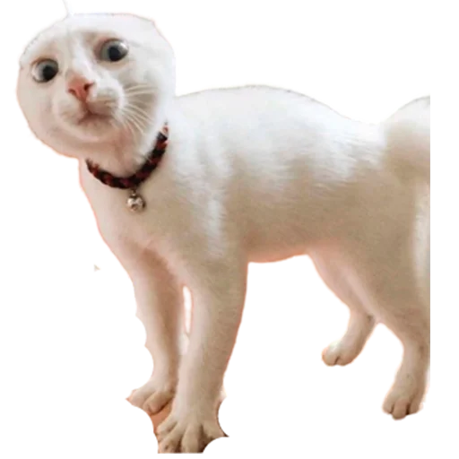 🥺 Стикер «catass» для Telegram