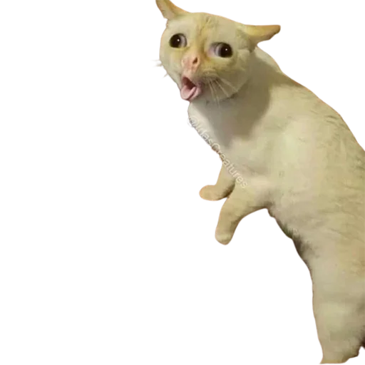 😲 Стикер «catass» для Telegram