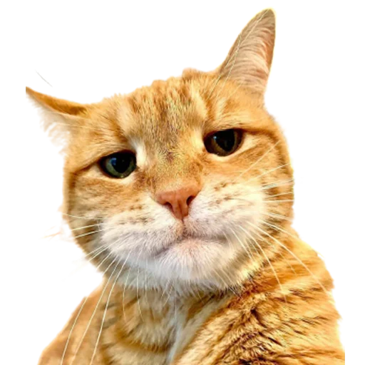 😒 Стикер «catass» для Telegram