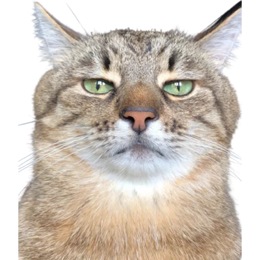 😕 Стикер «catass» для Telegram